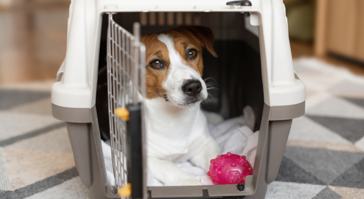 Hund Transportbox
