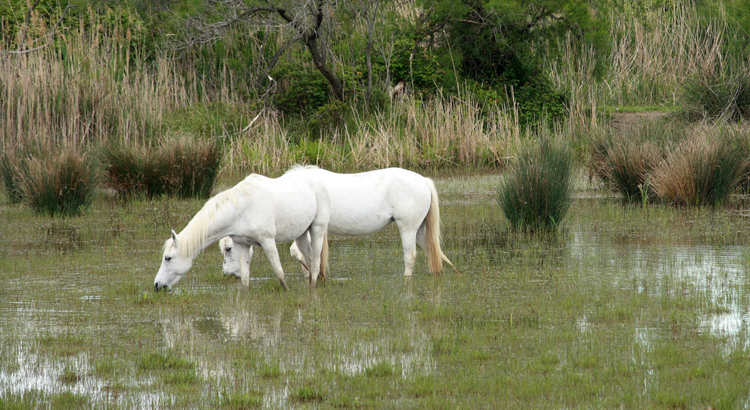 Rhône_Camargue_Pferde